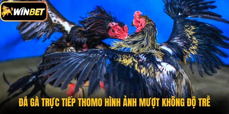 Đá gà trực tiếp Thomo hình ảnh mượt không độ trễ