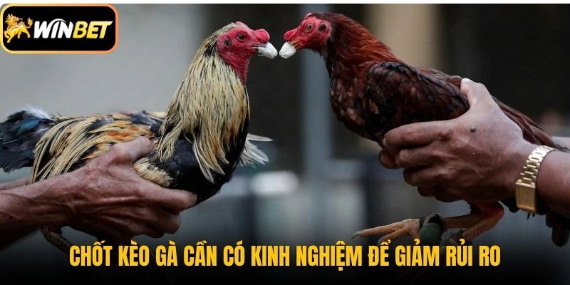 Chốt kèo gà cần có kinh nghiệm để giảm rủi ro
