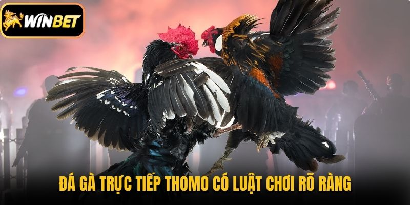 Đá gà trực tiếp Thomo có luật chơi rõ ràng