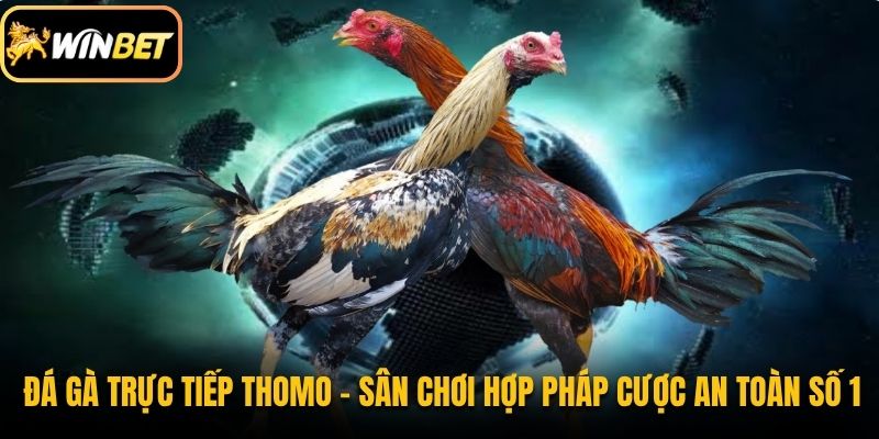 Đá Gà Trực Tiếp Thomo - Sân Chơi Hợp Pháp Cược An Toàn Số 1