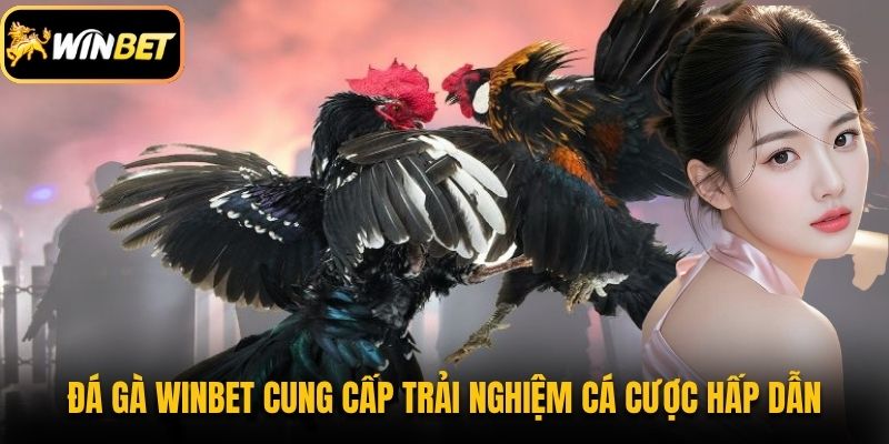Đá gà Winbet cung cấp trải nghiệm cá cược hấp dẫn 