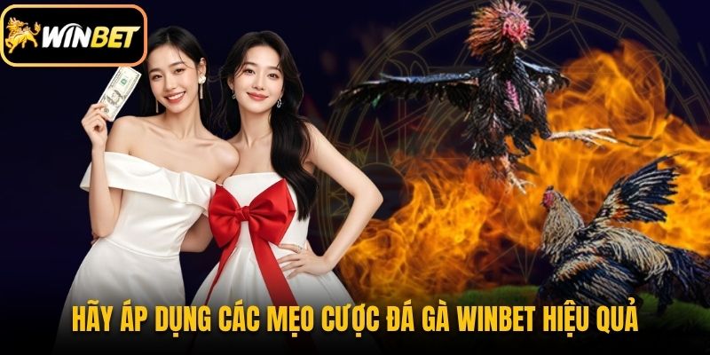 Hãy áp dụng các mẹo cược đá gà Winbet hiệu quả
