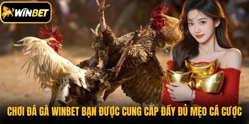 Chơi đá gà Winbet bạn được cung cấp đầy đủ mẹo cá cược